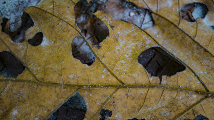 leaf yellow