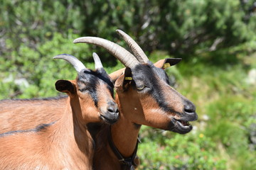 Bergziegen in Österreich