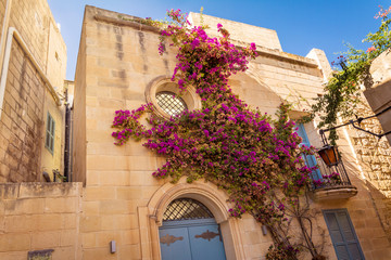Beautiful facade with flowering plant growing up limestone wall,