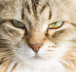 Foreground of a beautiful brown white siberian cat