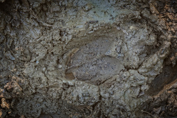 Red Deer footprint in the Mud