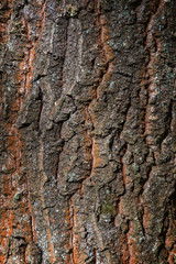 Old oak tree trunk close up (Quercus robur)