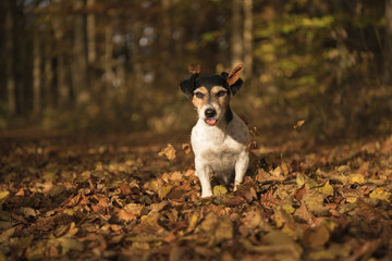Funny dog sitting in autumn forest - jack russell terrier