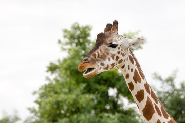 Giraffe