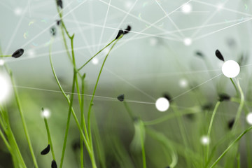 green