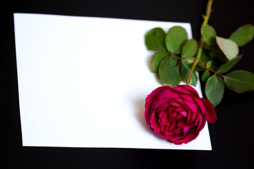Beautiful red rose and a blank white sheet of paper