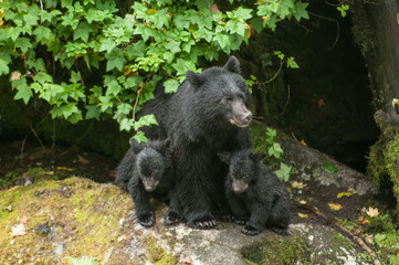 Black Bear and Two Cubs, Anan Creek