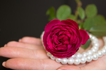 Beautiful red rose with pearls in a female hand