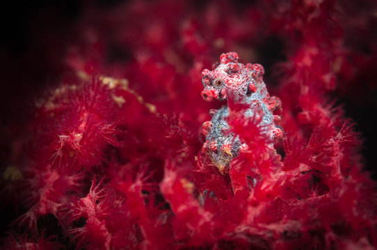 A pregnant Pygmy seahorse (Hippocampus bargibanti)  on a Gorgonian on the Batu Sandar 3 dive site in the Lembeh Straits, North Sulawesi, Indonesia