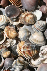 Muscheln am Strand des Lido, Venedig