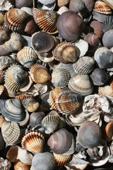 Muscheln am Strand des Lido, Venedig
