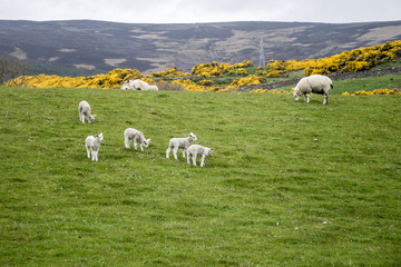 Naklejka premium Sheep herd farm on green gras in scotland 2
