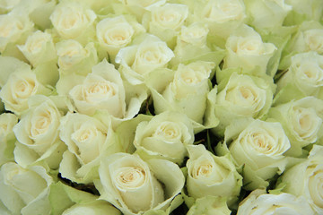 White wedding roses