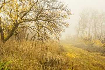 Obraz na płótnie Canvas Foggy day in autumn forest
