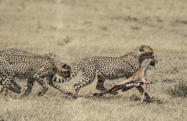 Cheetah Babies and Gazelle Carcass
