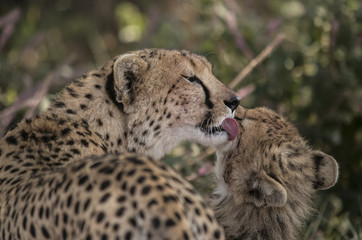 Mama Cheetah Washing her Baby