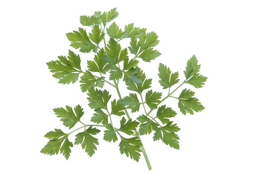 Branch of fresh parsley