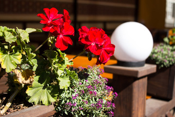 Flowers in pots next to a cafe. Bright flowers street near the r
