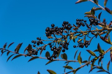 Kirschlorbeer Beeren Strauch