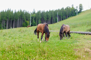 Naklejka premium Grazing Horses on the Hillside