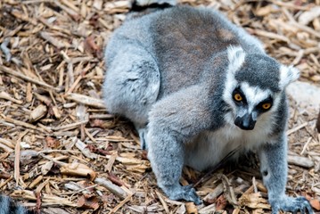 Closeup of a ring tailed lemur (Lemur catta)
