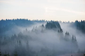 Foto auf Acrylglas Wald im Nebel Morgen in den Bergen.