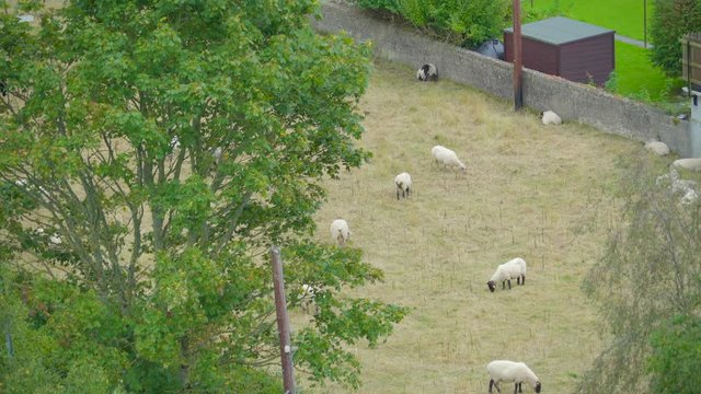 Lots of sheep on a small yard in Ireland the sheeps eating grasses on the ground
