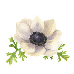 Watercolor anemone flower with leaves.Hand drawn floral illustration with white background. Botanical illustration