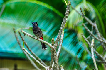 Bird on Bounty Island in Fiji