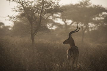 Impala, Ndutu