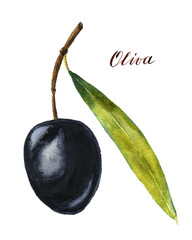 Watercolor black olive
