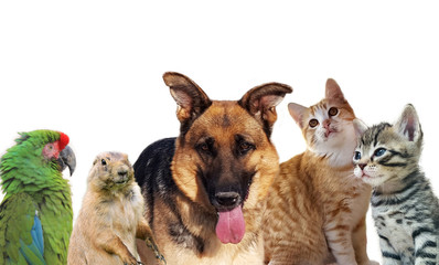 Pets animals group collage for pet shop or veterinary on white background