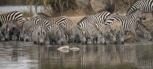 Fototapeta na wymiar Zebras at Waterhole, Serengeti