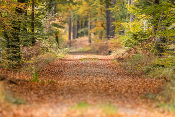 Obraz premium herbst