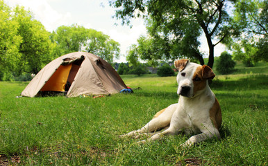 Dog lying on the grass near the tents. Background trees. Cute pet outdoors