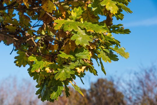 Eichenlaub im Herbst