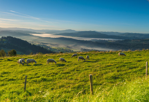 Sheeps pasturing on a meadow in mountains