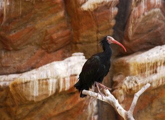 Bird with red beak