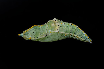 Colored butterfly pupa on a black background