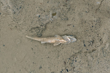 A dead fish at the bottom of the pond