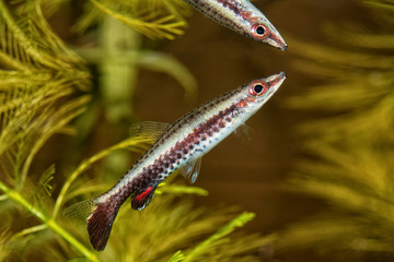 Portrait of pencil fish (Nannostomus eques) in aquarium