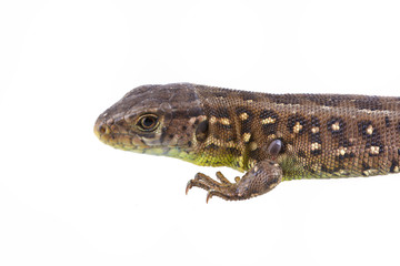 Lizard with tick isolated on a white background