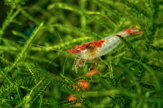 Freshwater white shrimp closeup shot in aquarium (genus Neocaridina)