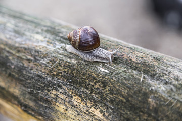 Snail with shell