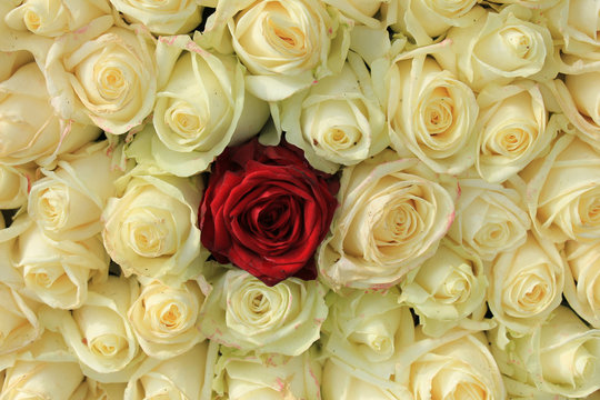 Red rose in white bouquet