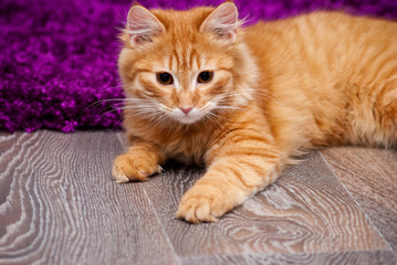 Fototapeta na wymiar beautiful ginger kitten