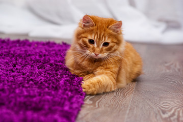 beautiful ginger kitten
