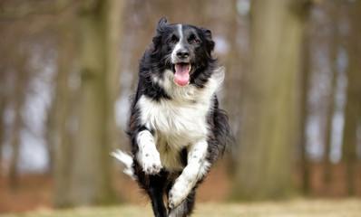 Border Collie Dog