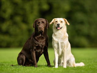 Labrador Retriever Dogs