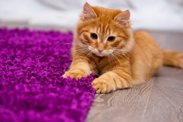beautiful ginger kitten